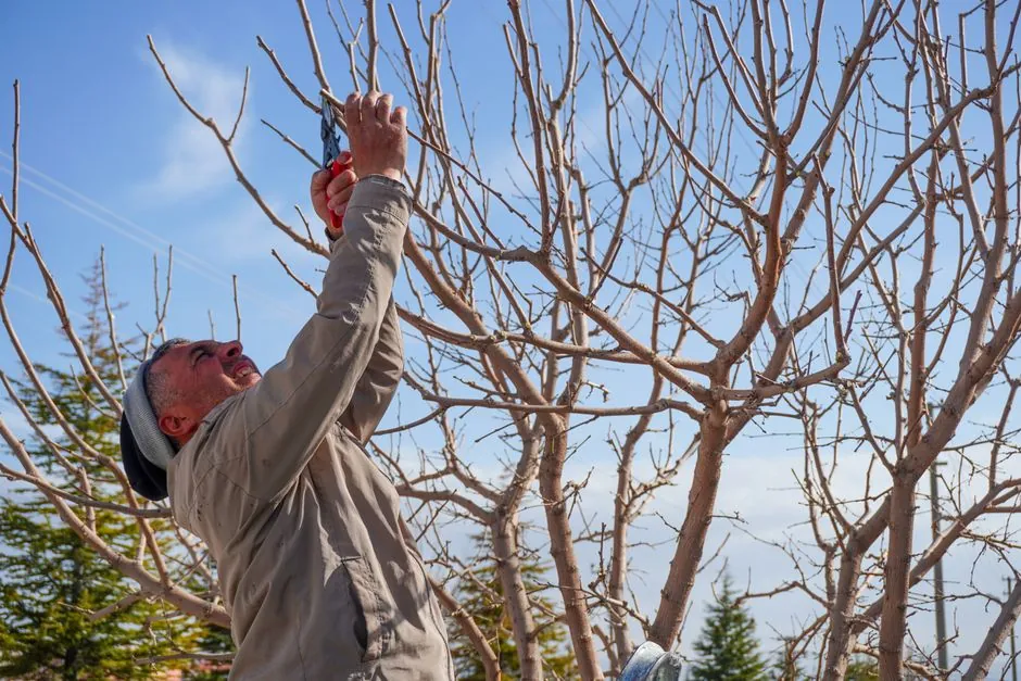 Paysagiste en train de tailler un arbre fruitier au sécateur