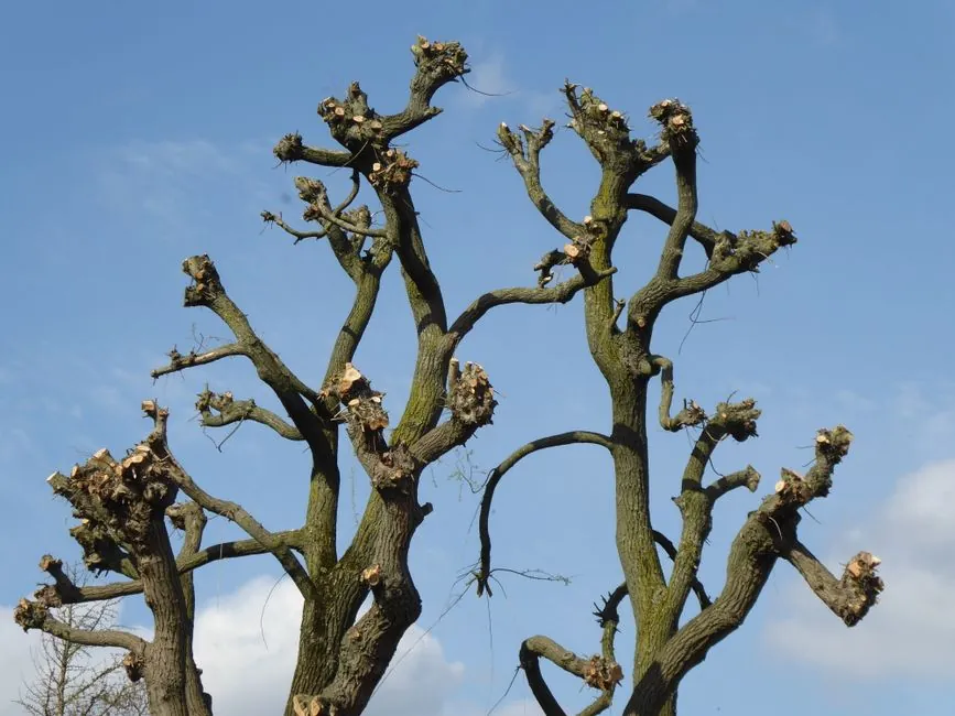 Taille d’arbre en hauteur, branches structurées au tronc
