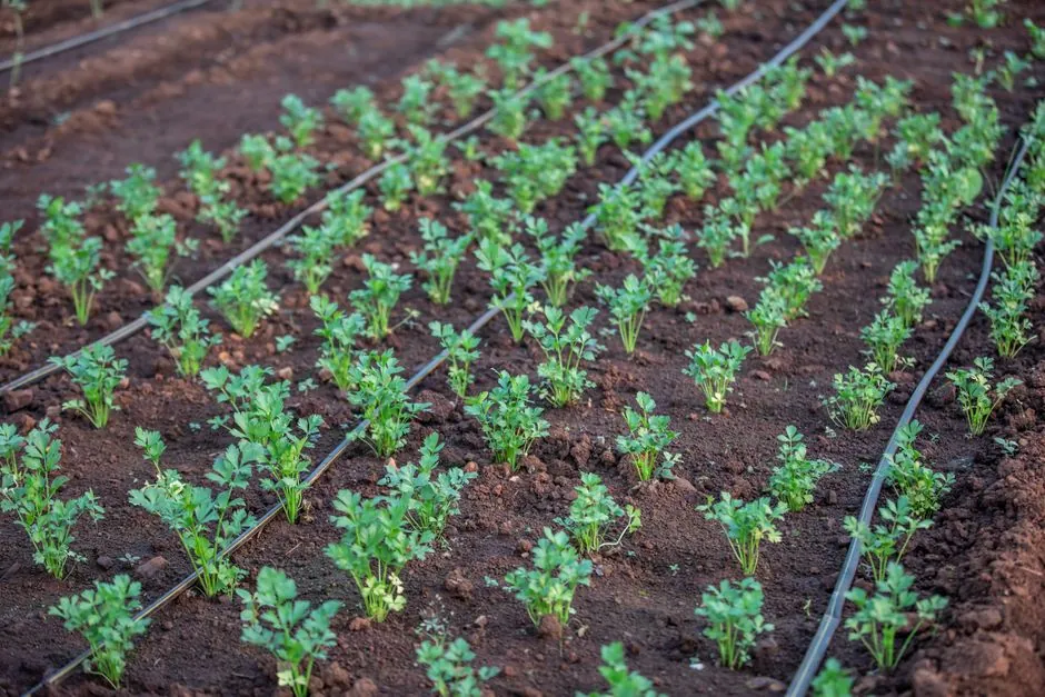Plantations en rangs avec arrosage goutte-à-goutte au sol